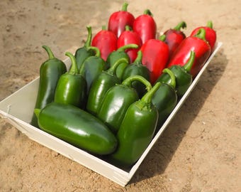 Chilli Pepper Jalapeno Plug Plants "Grow Your Own" Fruit **Letterbox Friendly**