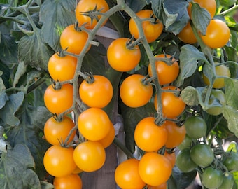 Orange Cherry Tomato Plug Plants - "Grow Your Own" Fruit **LETTERBOX FRIENDLY**