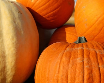 Pumpkin MIXED PACK Plug Plants "Grow Your Own" Fruit ‘Ready to Plant Now’