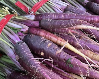Purple Carrot Plug Plants "Grow Your Own" Vegetables **LETTERBOX FRIENDLY**