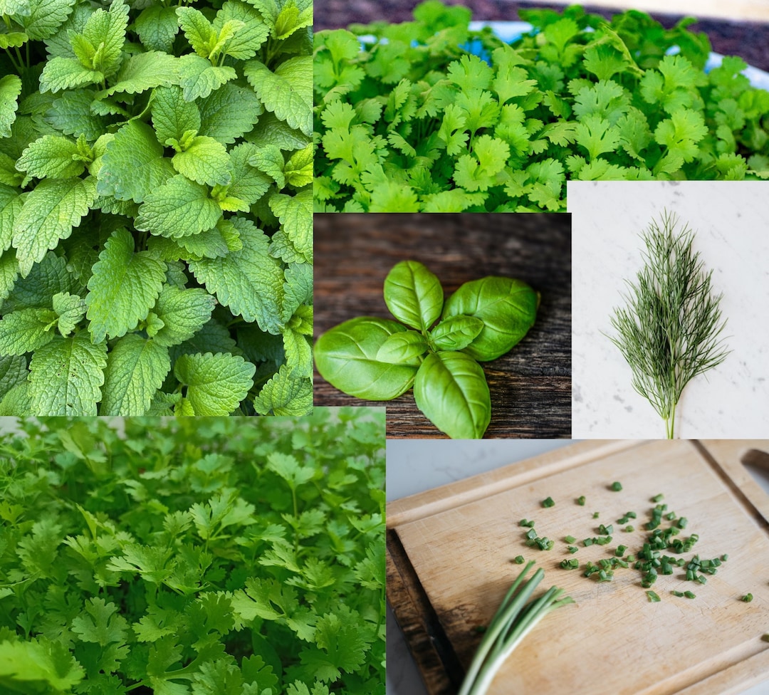 Herb Plug Plants MIXED PACK grow Your Own Herbs 'ready to Plant Now