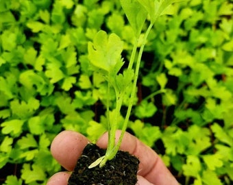 May include: A close-up of a small green plant with a root ball, held in a hand. The plant is growing in a small, square, black container. The plant has several leaves and a long stem.