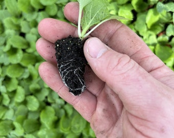 Chinese Cabbage Plug Plants - "Grow Your Own" Vegetables **LETTERBOX & Eco FRIENDLY PACKAGING**