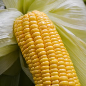 May include: A close-up of a yellow ear of corn with the husks pulled back. The corn kernels are plump and juicy.
