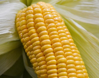 Sweet Corn Plug Plants "Grow Your Own" Vegetables 'Ready to Plant Now' Young Vegetable Plants **LETTERBOX FRIENDLY**