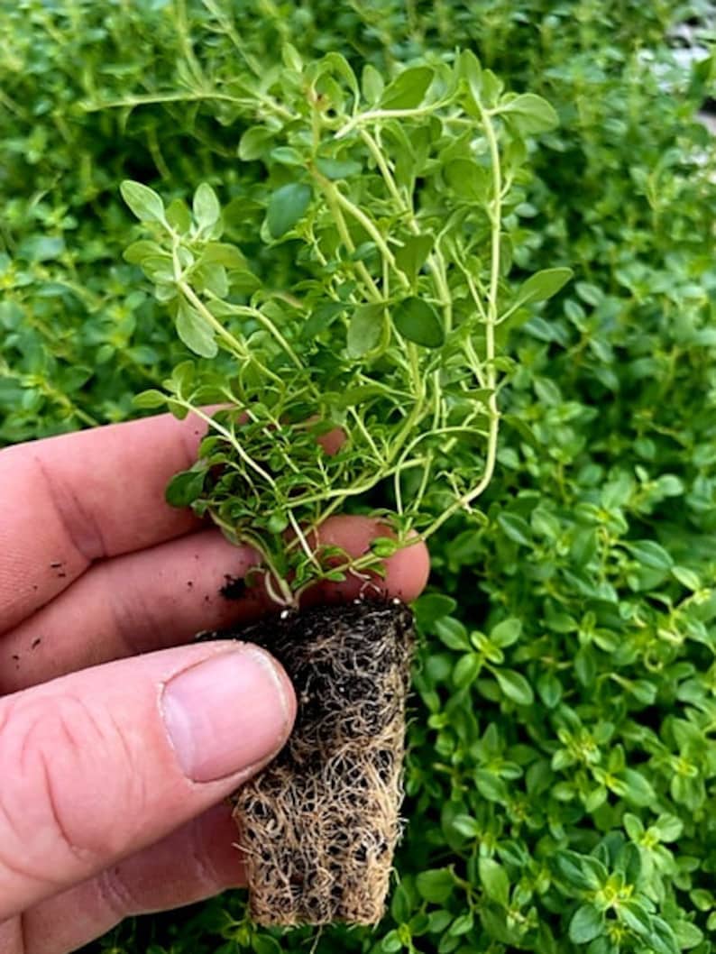 Herb Plug Plants MIXED PACK grow Your Own Herbs 'ready to Plant Now