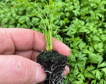Round Carrot Plug Plants "Grow Your Own" Vegetables **LETTERBOX FRIENDLY**