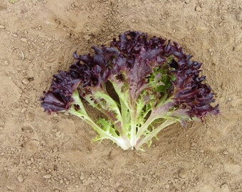 Firecut Lettuce Plug Plants Red Multi Leaf "Grow Your Own" Salad 'Ready to Plant Now' Young Vegetable Plants **LETTERBOX FRIENDLY**