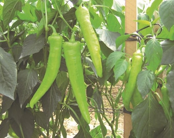 Chilli Pepper Hot Banana Plug Plants "Grow Your Own" Fruit **Letterbox Friendly**