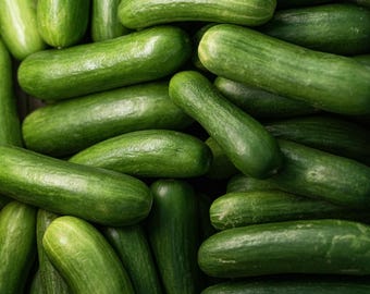 Baby Cucumber Plug Plants, Snack Size fruits of 7cm "Grow Your Own" Fruit 'Ready to Plant Now'