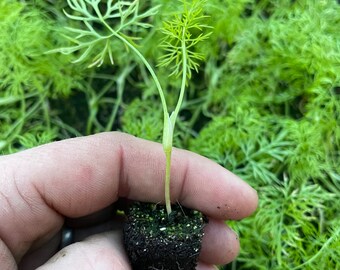 May include: A small green dill plant with a single stem and delicate feathery leaves, growing in a black soil plug.