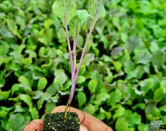May include: A small green plant with purple stems is held in a hand. The plant is growing in a small, dark brown, square-shaped pot. The plant has three leaves and is surrounded by other plants.