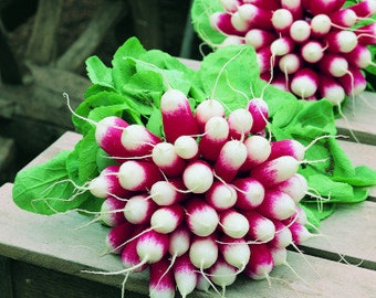 May include: A bunch of red and white radishes with green leaves. The radishes are arranged in a cluster, with the leaves extending out from the center.