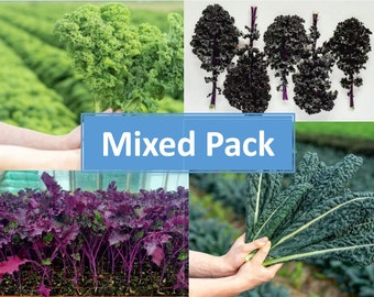 Mixed Pack Kale Plug Plants "Grow Your Own" Vegetables 'Ready to Plant Now' Young Vegetable Plants **LETTERBOX FRIENDLY**