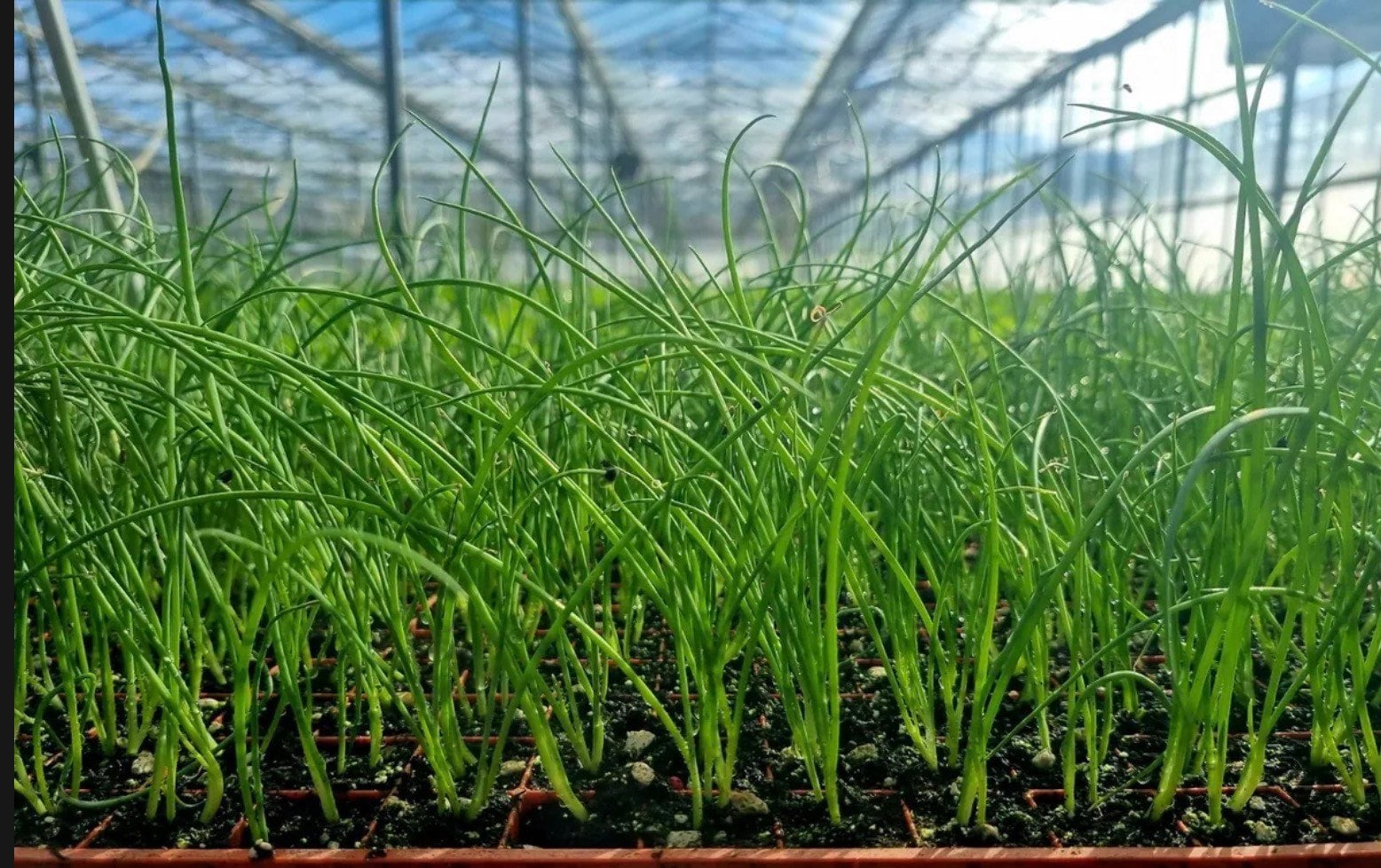 Spring Onion Plug Plants grow Your Own Vegetables 'ready to Plant Now' Young Vegetable Plants