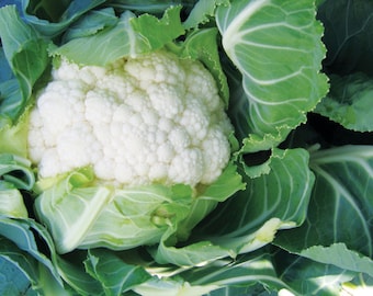 Cauliflower Plug Plants "Grow Your Own" Vegetables **LETTERBOX FRIENDLY**