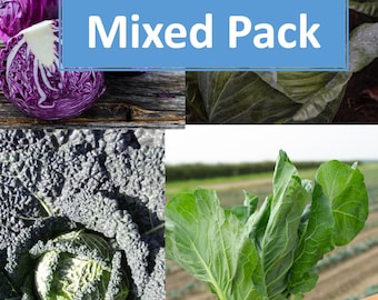 Cabbage Plug Plants MIXED PACK "Grow Your Own" Vegetables 'Ready to Plant'