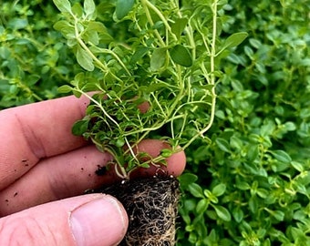May include: A small thyme plant with vibrant green leaves and thin, branching stems. The plant features a compact, cylindrical root ball with visible light brown roots, ready for planting in a garden or container for culinary use.