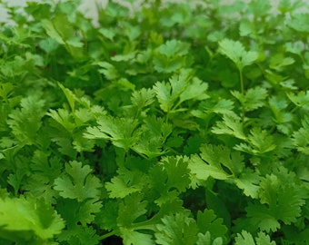 May include: A close-up image of a lush green patch of cilantro, showing the intricate details of the leaves.