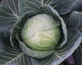 Summer Cabbage Plug Plants "Grow Your Own" Vegetables 'Ready to Plant Now' Young Vegetable Plants **LETTERBOX FRIENDLY**