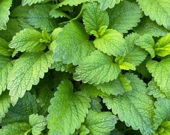 Peppermint Plug Plants "Grow your Own" Herbs 'Ready to Plant Now' Eco Friendly Packaging