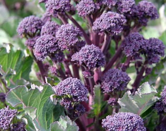 Purple Sprouting Broccoli Plug Plants "Grow Your Own" Vegetables **LETTERBOX FRIENDLY**