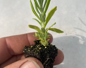 May include: A small lavender plant with green and yellow leaves, held in a hand. The plant is in a small soil block, with visible roots. The background is a plain white surface.