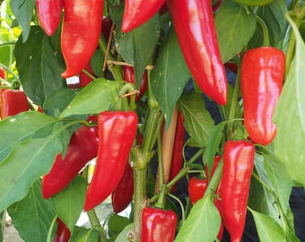 Pepper Red Mini Horn Plug Plants "Grow Your Own" Fruit **Letterbox Friendly**