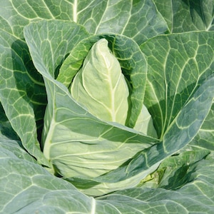 May include: A close-up of a green cabbage head with large, crinkled leaves. The cabbage is growing in a garden.