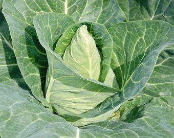 May include: A close-up of a green cabbage head with large, crinkled leaves. The cabbage is growing in a garden.