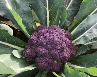 Purple Broccoli Plug Plants "Grow Your Own" Vegetables **LETTERBOX FRIENDLY**