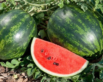 Watermelon Plug Plants - "Grow Your Own" Fruit **LETTERBOX FRIENDLY**