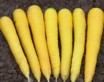 May include: Seven yellow carrots arranged in a row on a brown dirt surface.
