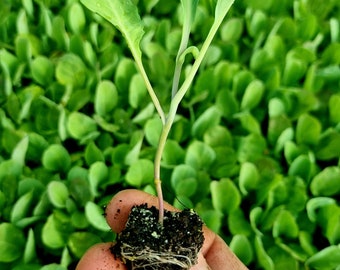 Collard Cabbage Plug Plants "Grow Your Own" Vegetables 'Ready to Plant Now' Young Vegetable Plants **LETTERBOX FRIENDLY**