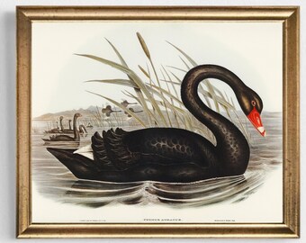 Black Swan Art Print: Vintage Bird Painting, Antique Animal Wall Art