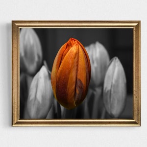 Orange Tulip Art Print: Botanical Spring Flowers Wall Art