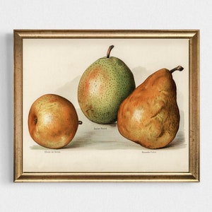 Pears Still Life Painting: Vintage Fruit Kitchen Wall Art Print