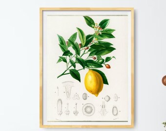 以下が含まれることがあります： 白い壁に掛けられた、レモンの木と黄色いレモンの実が描かれた植物画の額縁。額縁は薄い茶色です。キッチンです