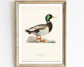 Duck Painting Vintage Mallard male Poster Farm Birds Art Print Bird Wall Art Male Duck Vintage Wall Art Duck Watercolor Art