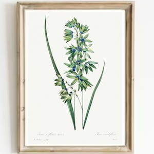 Orchid Vintage Print: Blue Flowers Antique Watercolor Art