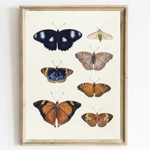 Tableau papillon vintage impression d'art papillon art mural papillon Antiquité botanique impression insectes affiche d'art papillon vintage grande affiche