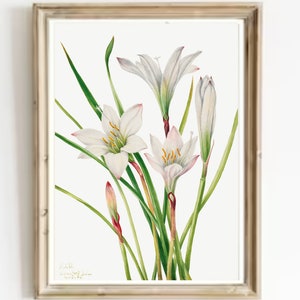 Crocus Painting Purple Crocus Watercolor Art Crocus Vintage Print Spring Flowers Print Floral Vintage Print French Country Flowers Art Print