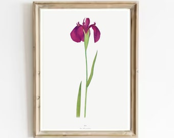 Vintage Iris Print: Purple Flower Watercolor Botanical Art