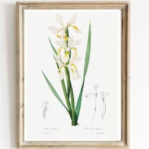 Orchid Vintage Print-Flowers Orchid Antique Watercolor Art-Orchid Vintage Art Print-Botanical Vintage Art Print-Antique Flowers Art Print