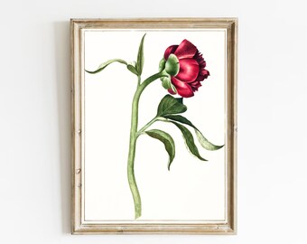 Red Peony Vintage Watercolor Art Print: Botanical Antique Decor
