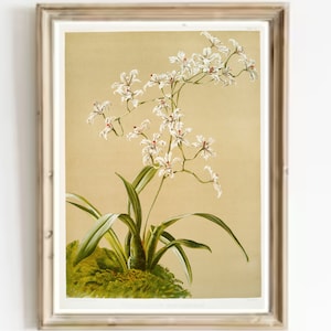 Vintage Orchid Print: Antique Botanical Art, Odontoglossum ramosissimum