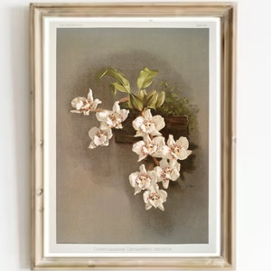 Vintage Orchid Oil Painting Print: Antique Botanical Art