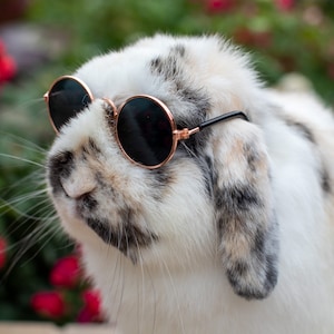 Bun-Glasses | Sunglasses for Bunnies & Small Animals