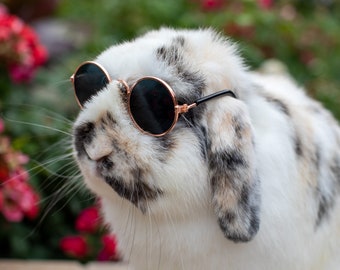 Bun-Glasses | Sunglasses for Bunnies & Small Animals