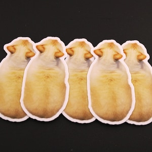 Chonker Flamepoint Siamese Cat Sticker Set of (5) FIVE